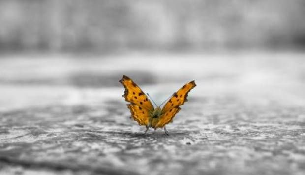 انتقلت بين 3 قارات.. فراشات تقطع مسافة 4200 كيلو متر!