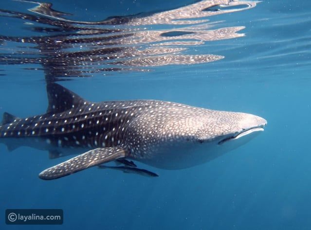 توقعات برج الحوت لشهر يوليو 2024 مع غالية بكفلاوي