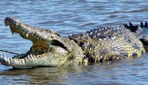 بعد يومين من اختفائه.. تمساح ينهي حياة طفل في أستراليا