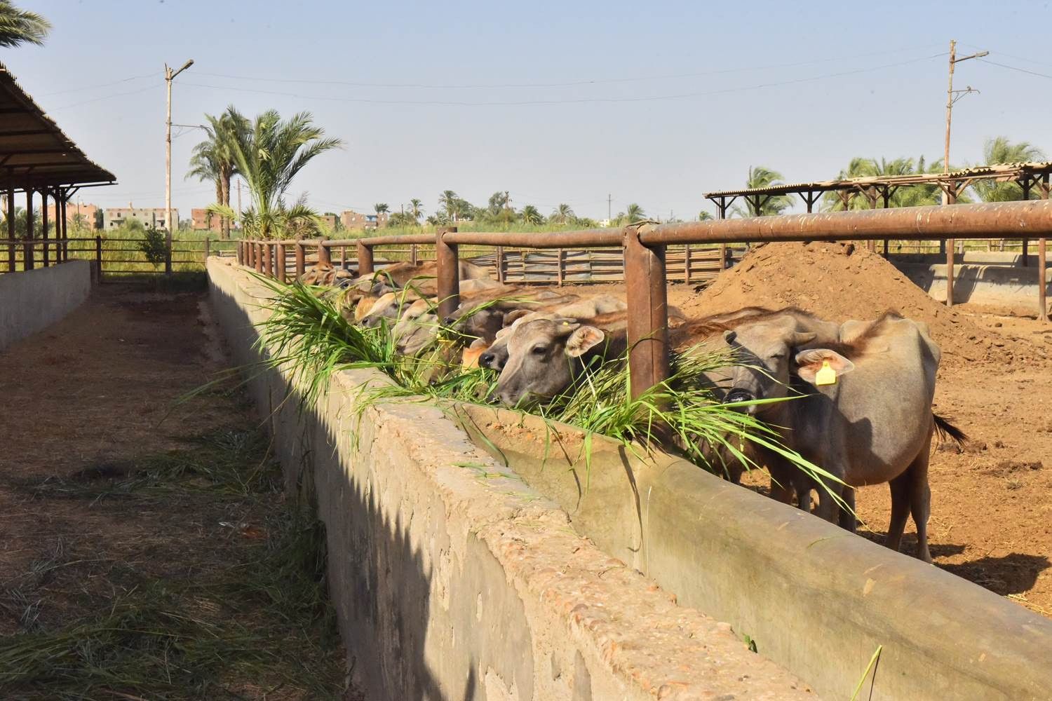 من محطة بني سند.. محافظ أسيوط: ندعم تنمية الثروة الحيوانية والاستفادة منها