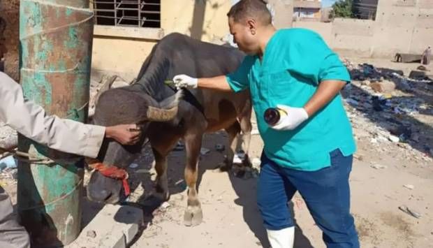 حملات واجتماعات.. حصاد الزراعة والطب البيطري خلال أسبوع (إنفوجراف)