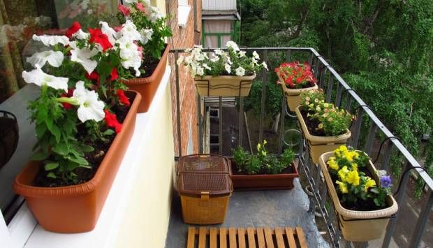 75 دولارا.. فندق جديد يستضيف النباتات بمقابل أسبوعي