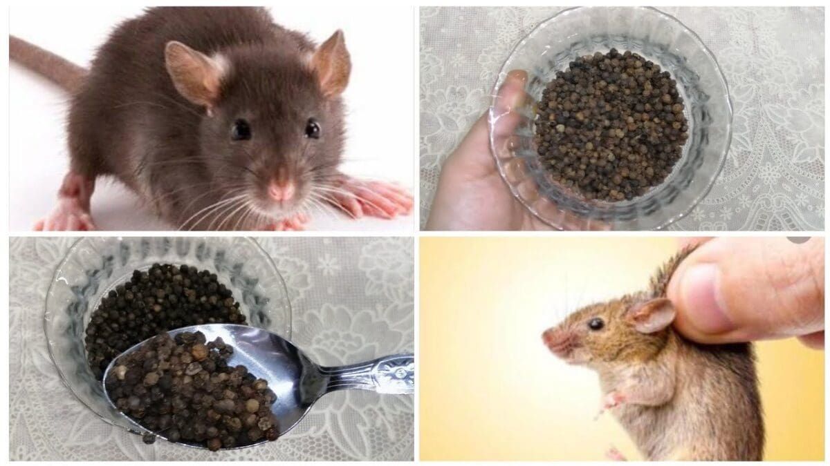 شاهد .. طرق التخلص من الفئران بدون مبيدات حشرية بمكونات طبيعية موجودة في البيت