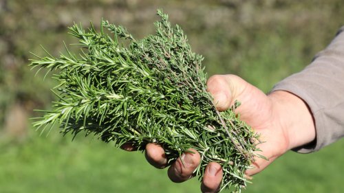 "عشبة سحرية لتطويل الشعر"... العشبة الجبارة التي أعادت الأمل والحياة للعجائز.. عشبة ربانية موجودة في كل منزل دون أن تعلم الكنز العجيب الذي تحتويه.!