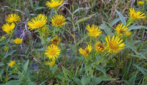 ولا كانت تيجي في بالك ..! عشبة سحرية “خارقة” أذهلت العلماء وشفت الكثير من الأمراض .. عشبة النبي أيوب التي تعالج السكر وضغط الدم والكوليسترول وآلام المفاصل وغيرها من الأمراض الخطيرة!