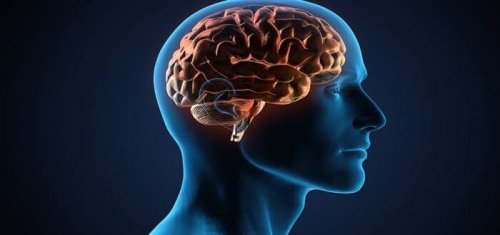 معجزة "ربانية" جبارة طعام بسيط يغذي المخ ويحسن بنية الدماغ ويقوي الذاكرة خلال وقت قصير"احرص عليه" !