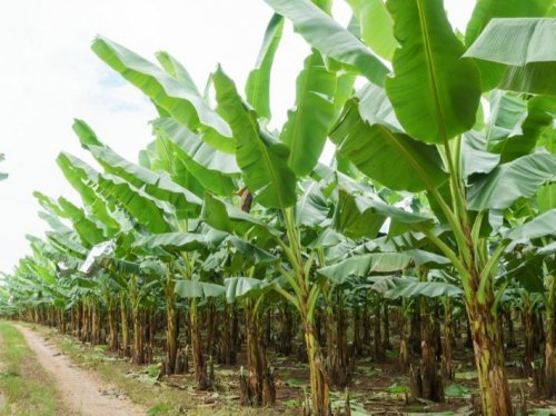 عمرك ما كنت تتوقعها.. 12 فائدة صحية في اوراق الموز.. ما تخطرش على بال الجن الازرق !