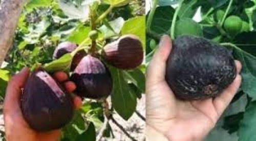 فاكهة الشيطان .. أغرب أنواع الفواكهة الموجودة في العالم وآثارها الفريدة على المستهلكين.. لم تسمع عنها من قبل.. تفاصيل