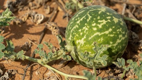 اقوى خمسين مرة من إبرة الانسولين.. عشبة صحراوية رخيصة الثمن متوفرة في كل بيت تخفض السكر التراكمي والدم في خلال 15 دقيقة.!