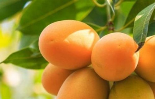 أغلى فاكهة في العالم” .. مزارع هندي يضع حراسة مشددة وكاميرات مراقبة كثيرة لتأمين هذه الشجرة .. لن تصدق كم سعر الثمرة الواحدة بـ 60 ألف جنيه !