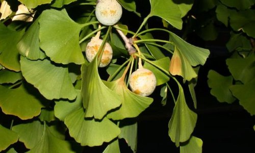 حتى لو عجوز ووشك مكرمش.. هذه العشبة الجبارة هترجعلك لك شبابك بشكل يفوق الخيال