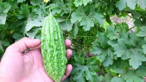 أقوى من إبر الانسولين بمليون مرة .. عشبة جبارة تخفض السكر التراكمي في الدم فوراً خلال 30 دقيقة