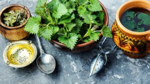 عشبة بتلسع بس بتنفع.. نبتة إذا رأيتها في اي مكان أحضرها إلى منزلك على الفور