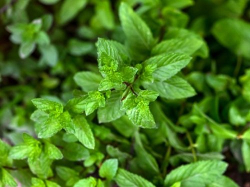 "معجزة ربانية".. عشبة النعناع مع ورق الغار للقضاء على دهون البطن وشد الترهلات خلال أسبوع واحد فقط!