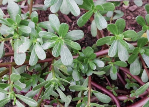 «عطار إبن حلال قاللي عليها»..عشبة من الجنة تقضي على ورم السرطان تماما وتنمو في الشتاء.. طريقة الاستخدام!