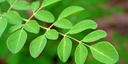 عشبة المعجزات نزلت من السماء لاستعادة الشباب مهما كان عمرك.. كوب واحد من هذا المشروب الرخيص هيرجعك 20 سنة حتى لو كنت ابن السبعين وبعكاز