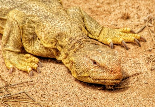 يتغلب كل التضاريس والظروف .. تعرف على أغرب حيوان يعيش في صحراء السعودية