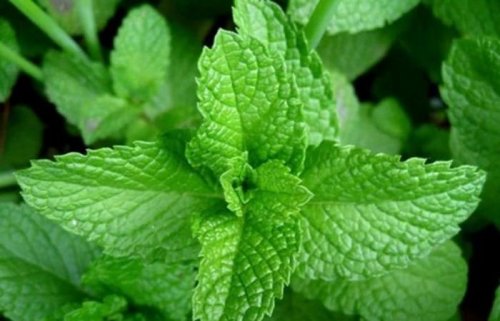 أقوى من إبر الانسولين بمليون مرة.. عشبة جبارة تخفض السكر التراكمي في الدم فوراً خلال 30 دقيقة