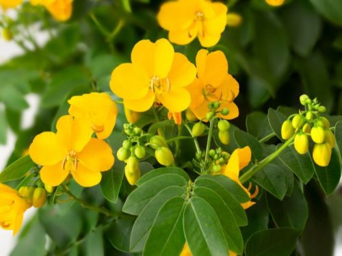 سر أخفاه عنك الاطباء.. عشبة رخيصة الثمن تخلصك من آلام القولون والانتفاخ وعسر الهضم في دقايق