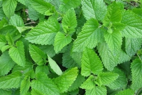 يعمل على دعم صحة القلب وتهدئة الجلد وترطيبه.. فوائد جمة وغير متوقعة لنبات القريض.. تعرف عليها