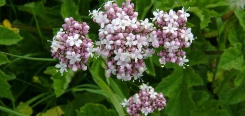 «كنز علي بابا».. وداعاً للأوجاع والادوية المهدءه .. هذه العشبة الجبارة متوفرة في مطبخك تكفي لإنهاء معاناتك و أوجاعك مدى الحياة