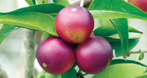 “ضيعنا وقتنا على الفاضي”… فاكهة لو زرعتها على سطح البيت هتخليك زي البشاوات في غمضة عين