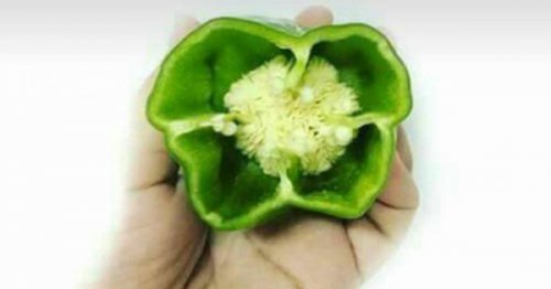 “طلعت أهم من الفلفل نفسه !!” .. بذور الفلفل الأخضر كنز رهيب في بيتك .. ضاع عمرنا مانعرفش أهميتها!