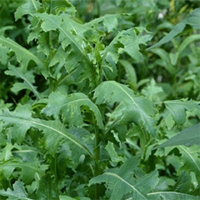 «معجزة ربانية»... لـ عشبة متواجدة بكل بيت يهملها الكثير تنظف الكبد من السموم وتضبط الكولسترول وتعالجك من الزكام السعال في دقائق معدودة وتعتبر الحل الجذري روماتيزم!!!