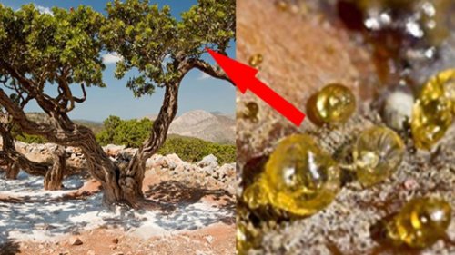 شجرة حقيقية تنتج مادة «أغلي من الذهب» يتم زراعتها في هذه الدولة.. سعر الكيلو الواحد منها يباع بـ 100 ألف دولار! (فيديو)