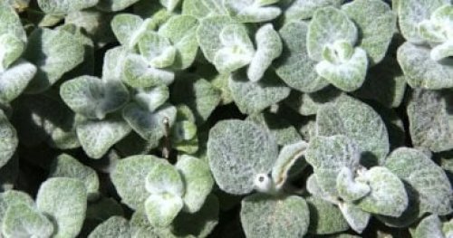 وصفة من ايام اليونان... عشبة غامضة تضهر في افلام هاري بوتر تستخدم كوصفة لعلاج امراض المعدة والسل تعود الى الحضارة اليونانية!!