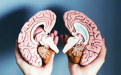 عمرك ضاع وانت متعرفش .. طعام بسيط يغذى المخ ويحسن بنية الدماغ ويقوي الذاكرة ويعالج مرض النسيان خلال وقت قصير .. معجزة ربانية