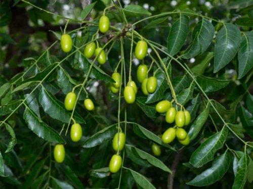 هتبقا ملك لو جبتها... نبات نادر يكثر عليه الطلب يفرز مادة سحرية تساوي ملايين تقضي على الامراض والعدوى... اعرف اسمها!!