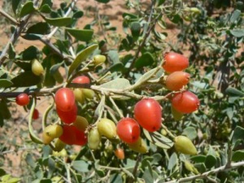 «ازاي عايشين ومانعرفش !؟؟» .. نبات موجود في بلادنا العربية بكثرة يحبه اليهود لأنه سوف يحميهم من المسلمين والعرب .. تعرف عليه بقا فورًا