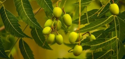 تخفض السكر.. خبير عقاقير سعودي شهير يفجر مفاجأة ويعلن عن أوراق شجرة شهيرة لخفض سكر الدم.. بالفيديو