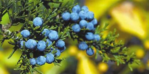 "اكتشف سر العشبة المنسية "التي تعيد احياء الكبد مهما كانت تالفة وتقضي على الكولسترول وتعالج الزكام والسعال بسرعة لن تتوقعها.!