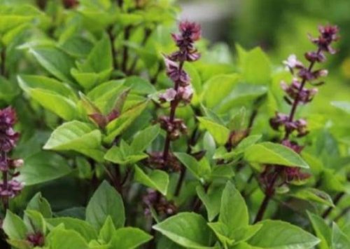 مشروع العمر.. نبات عشبي نادر بمثابة كنز يمكن زراعته في المنزل وتحويله إلى مشروع اقتصادي يغير حياتكم بالكامل