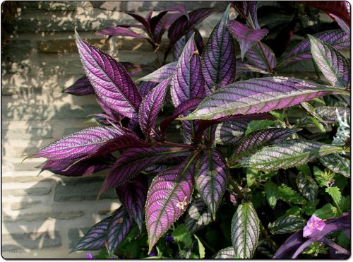 مشروع العمر.. نبات عشبي نادر بمثابة كنز يمكن زراعته في المنزل وتحويله إلى مشروع اقتصادي يغير حياتكم بالكامل