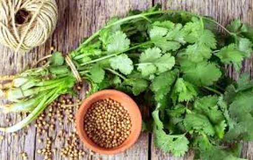 عشبة نزلت من السماء تفتت الحصوات وتضبط السكر التراكمي وتنظف الكبد من السموم وتعزز وظائف الكلى