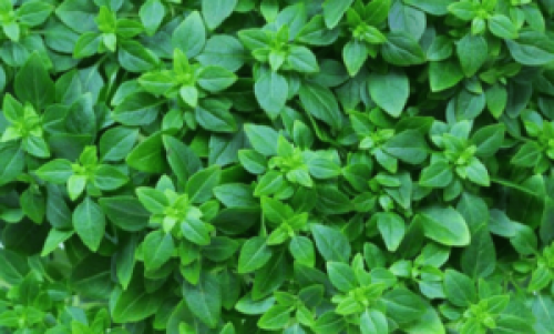 التخلص من الشيب بدون صبغة ووداعاً للشعر الأبيض بمكونات طبيعية