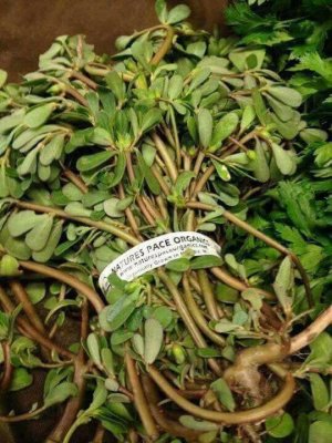 "أذهلت كل البشر".. عشبة العجائب برائحة الجنة والتي أذهلت العالم.. نبات موجود بالقرب منك دون أن تعلم أنه يعيد اليك الشباب حتى لو العمر فوق الـ70 سنة!!