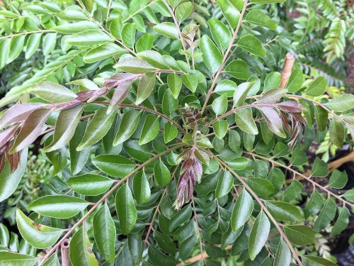 معلومة بمليون جنيه .. عشبة سحـرية تخفض السكر التراكمي | أقوى مرة من قوة إبرة الانسولين