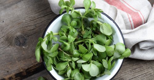 عشبة العجائب من الجنة .. نبات موجود بالقرب منك دون أن تعلم أنه يعيد اليك الشباب حتى لو العمر فوق الـ70 سنة!!