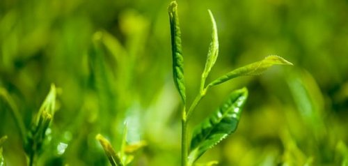 انسي الجيم والرجيم مرة تانية!!... نبتة سحرية كشفت عنها مي نور الشريف لسد الشهية وتنقيص الوزن في اقل من اسبوع!!