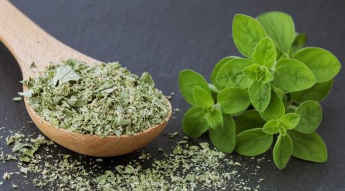 عشبة جهنمية كانت فين عننا مستخبية...!! احرص على الاستفادة من هذه النبتة التي لا تنضب منافعها...!! ندمانة أني مجربتهاش من بدري؟!!