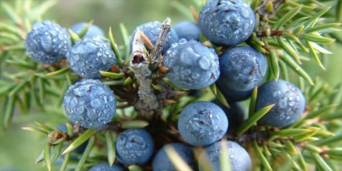 اكتشف سر العشبة المنسية التي تعيد احياء الكبد مهما كانت تالفة وتقضي على الكولسترول وتعالج الزكام والسعال بسرعة لن تتوقعها.!