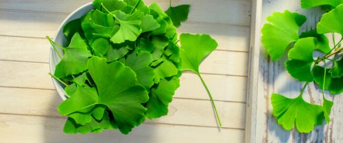 «هتفتكر ولو بعد 100 سنه»... اعشاب ونباتات في غايه الروعه لعلاج النسيان والزهايمر حتى ولو بعد 90 سنه.. طريقة الإستخدام!!