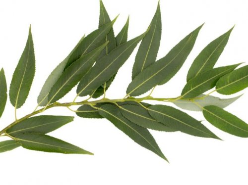 «عشبة هتخلي العجوزة صبية ».. عشبه في مطبخك قادرة على إعادة شبابك حتي لو عمرك فوق ال 70 عام .. مش هتصدقي عينك حلاوتك هتزيد حلاوة!