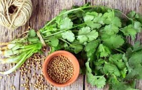 عشبة نزلت من السماء تفتت الحصوات وتضبط السكر التراكمي وتنظف الكبد من السموم وتعزز وظائف الكلى