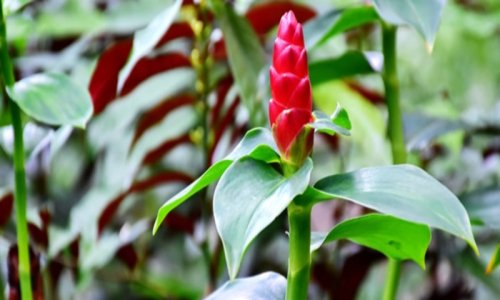 "هيعدي حدود الفقر بصاروخ" .. مزارع عربي ينجح في زراعة « نبات فريد من نوعه» له فوائد اقتصادية وعلاجية جباره تجعله بمثابة كنز من كنوز الدنيا.!!