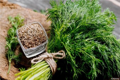 هيخليك زي الحصان .. نبات معجزه موجود في مطبخك سعره برخص التراب ولكنه كنز أغلي من الذهب !!.. ازاي عايشين ومانعرفش؟؟؟